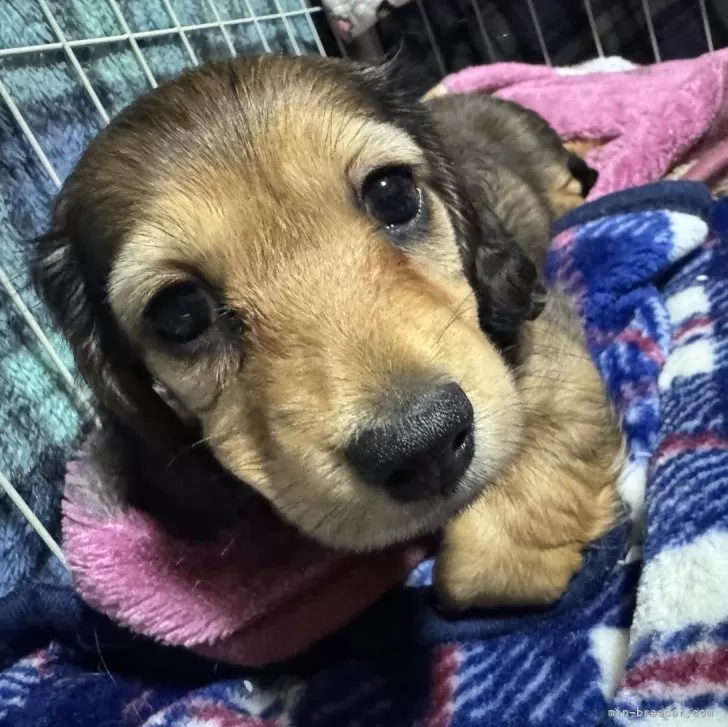 ID：2506-00035の子犬