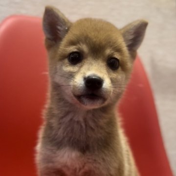 豆柴【千葉県・女の子・2025年2月26日・赤】の写真「モデル犬…お目目くりっくり可愛い子です💕」