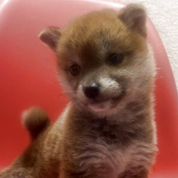 豆柴【千葉県・女の子・2025年3月21日・赤】の写真「モデル犬…小さくて本当に可愛い子です💕」