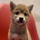豆柴