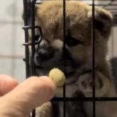 豆柴