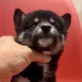豆柴