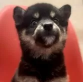 豆柴