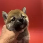 豆柴