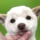 豆柴