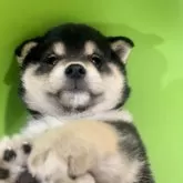 柴犬(標準サイズ)