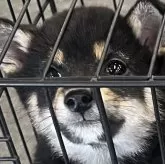豆柴