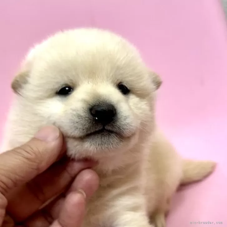 ID:2404-04458の子犬