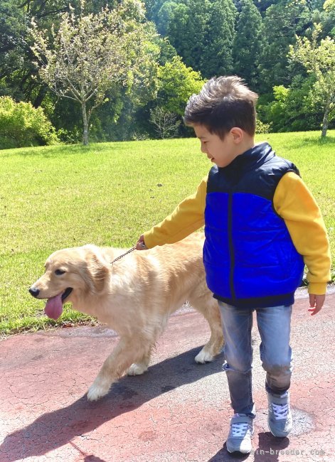 レミシカ　ロドリゴ(れみしか　ろどりご)ブリーダー(静岡県・ゴールデンレトリバーなど・JKC登録)の紹介写真2