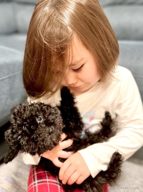 レミシカ　ロドリゴ(れみしか　ろどりご)ブリーダー(静岡県・ゴールデンレトリバーなど・JKC登録)の紹介写真3