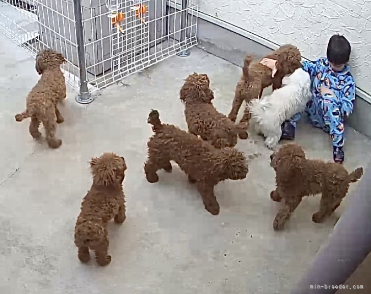 レミシカ　ロドリゴ(れみしか　ろどりご)ブリーダー(静岡県・ゴールデンレトリバーなど・JKC登録)の紹介写真6