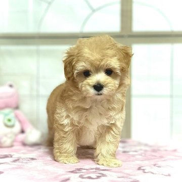 マルプー(マルチーズ×トイプードル)【静岡県・女の子・2025年7月10日・アプリコット】の写真「ぬいぐるみみたい🧸」