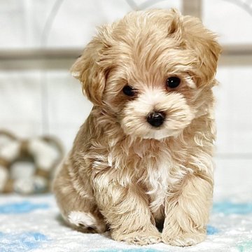 マルプー(マルチーズ×トイプードル)【静岡県・男の子・2025年1月22日・アプリコット】の写真「胸が白くて可愛い😍」