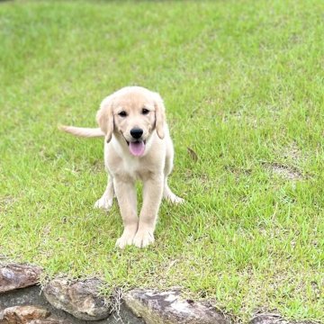 ゴールデンレトリバー【静岡県・女の子・2025年2月5日・ゴールデン】の写真「綺麗なゴールデンちゃん🥰」