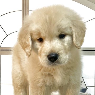 ゴールデンレトリバー【静岡県・男の子・2025年2月5日・ゴールデン】の写真「ぬいぐるみ見たい🧸」