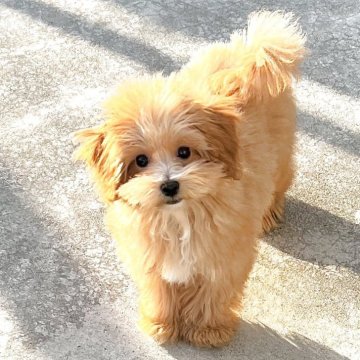 マルプー(マルチーズ×トイプードル)【静岡県・女の子・2025年7月10日・アプリコット】の写真「毛がモフモフ😍」