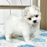 マルチーズ