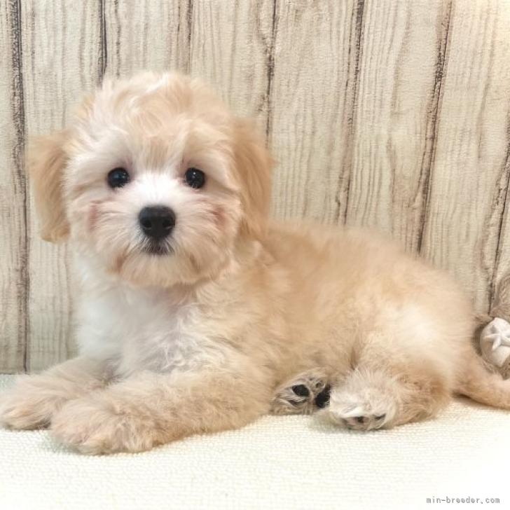 マルプー マルチーズ トイプードル 静岡県 男の子 22年6月18日 クリーム 毛並みがすごい綺麗 みんなのブリーダー 子犬id 28