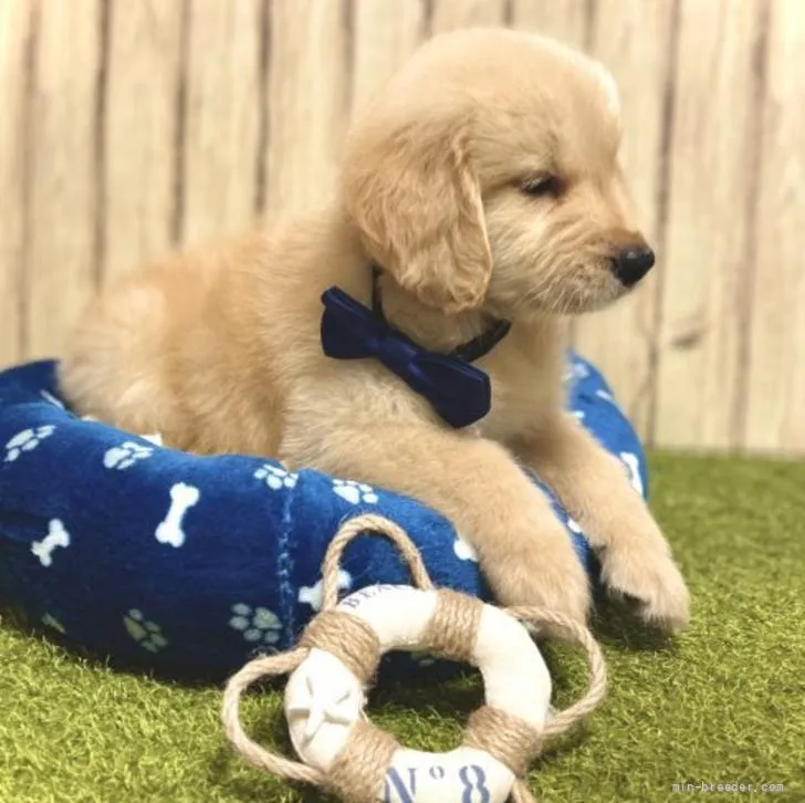 ID:2206-01871の子犬