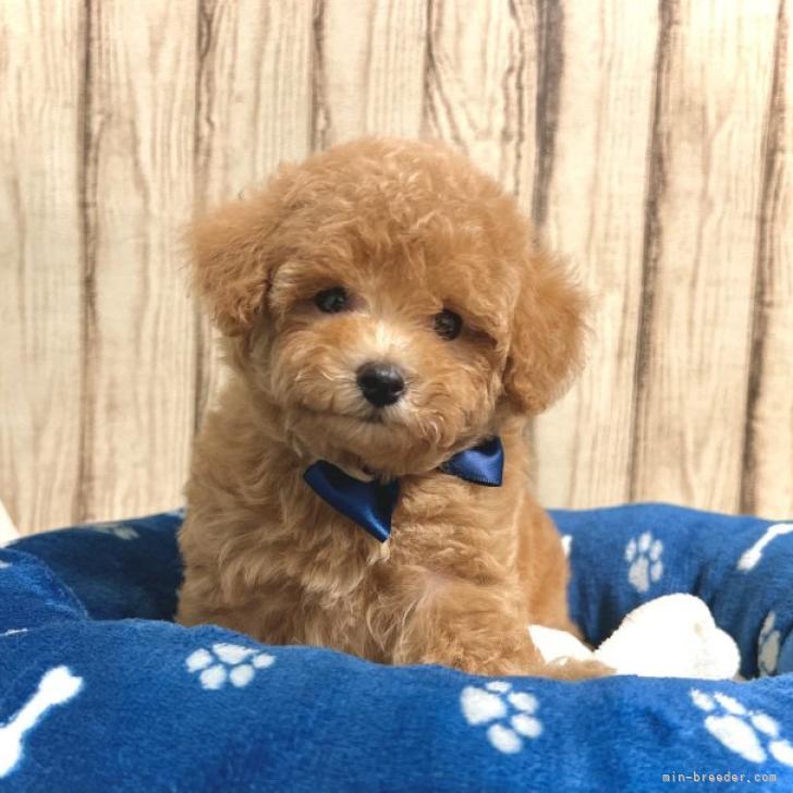 マルプー マルチーズ トイプードル 静岡県 男の子 22年7月31日 アプリコット ぬいぐるみみたいな可愛いさ みんなのブリーダー 子犬id 29