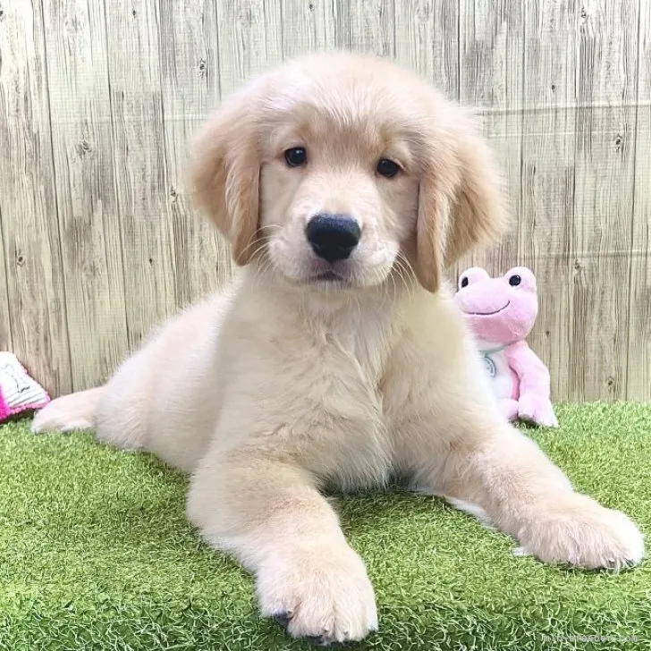 ID:2310-05156の子犬