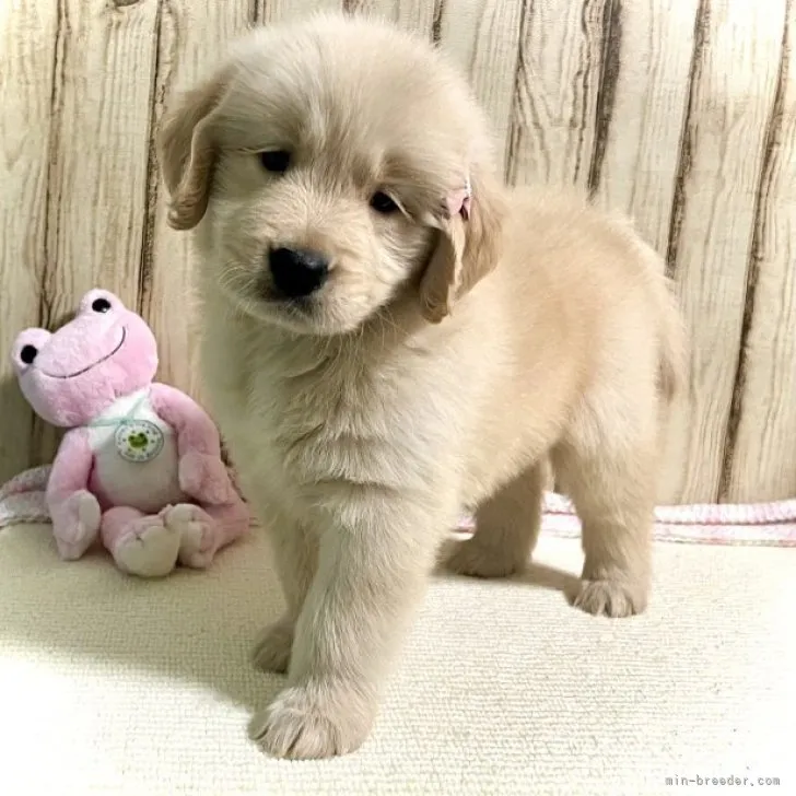 ID:2307-06049の子犬