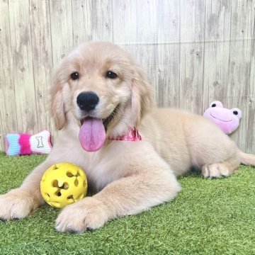 ゴールデンレトリバー【静岡県・女の子・2023年5月25日・ゴールド】の写真「美人なゴールデン😍」
