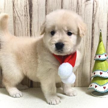 ゴールデンレトリバー【静岡県・女の子・2022年10月23日・ゴールド】の写真「とても優しい子」