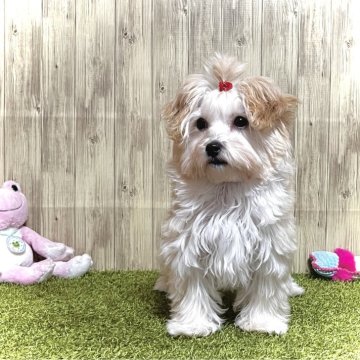 マルプー(マルチーズ×トイプードル)【静岡県・女の子・2023年11月18日・クリーム】の写真「顔立ちがきれい🥰」