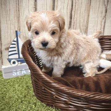 マルプー(マルチーズ✖️トイプードル)【静岡県・男の子・2022年5月6日・クリーム】の写真「両親がものすごく小さい」