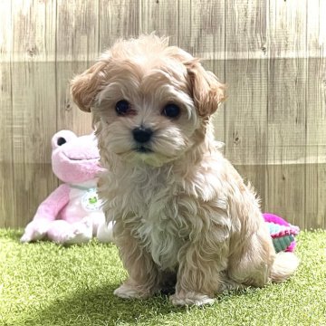 マルプー(マルチーズ×トイプードル)【静岡県・女の子・2023年11月18日・アプリコット】の写真「ふわふわ可愛い😍」