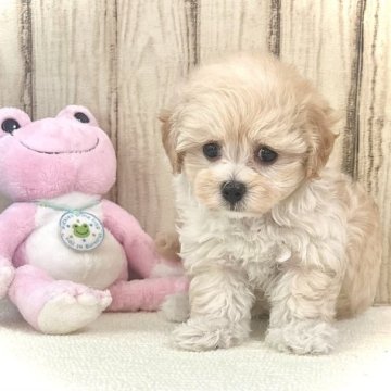 マルプー(マルチーズ×トイプードル)【静岡県・女の子・2023年8月2日・クリーム】の写真「ぬいぐるみみたいに可愛い😍」