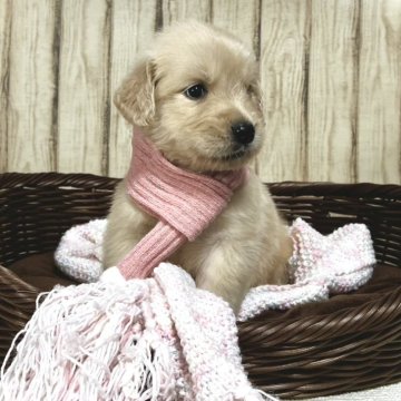 ゴールデンレトリバー【静岡県・女の子・2024年8月21日・ゴールド】の写真「父犬進行性網膜萎縮症（PRA) クリア」