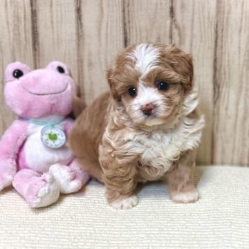 まルプー(マルチーズ✖️トイプードル)【静岡県・女の子・2022年5月27日・クリーム】の写真「手足の白色が靴下みたい」