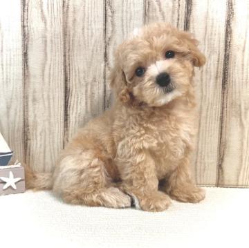 マルプー(マルチーズ✖️トイプードル)【静岡県・男の子・2022年6月28日・クリーム】の写真「毛がふわふわで可愛い」