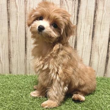 マルプー(マルチーズ✖️トイプードル)【静岡県・女の子・2022年7月31日・アプリコット】の写真「写真でで伝えられない可愛いさ💕」