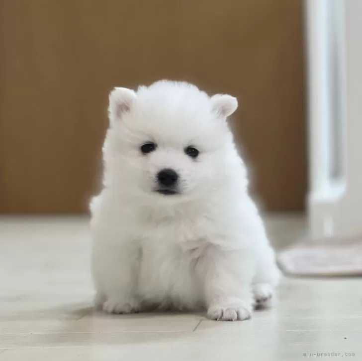 ID：2403-04636の子犬