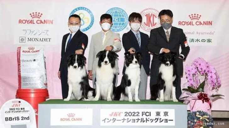 東京インターブリーダーズ｜山本　直登(やまもと　なおと)ブリーダー(岐阜県・ボーダーコリー・JKC登録)の紹介写真2