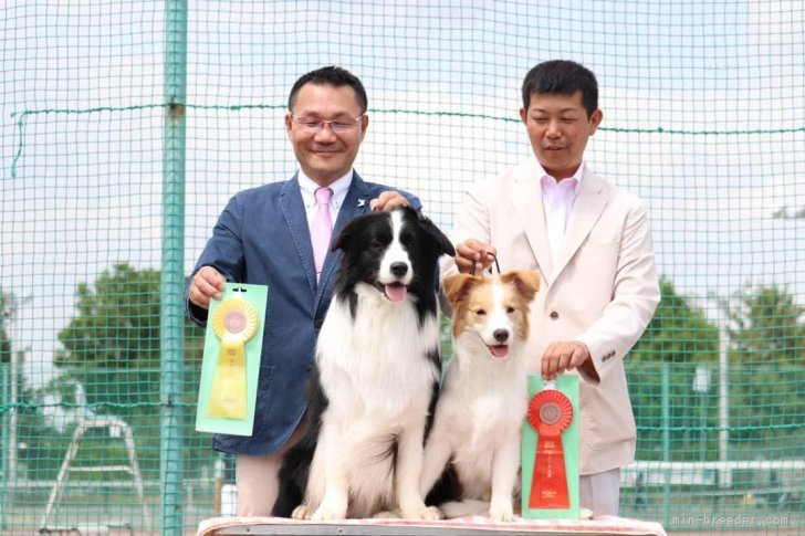 山本　直登(やまもと　なおと)ブリーダー(岐阜県・ボーダーコリー・JKC登録)の紹介写真6