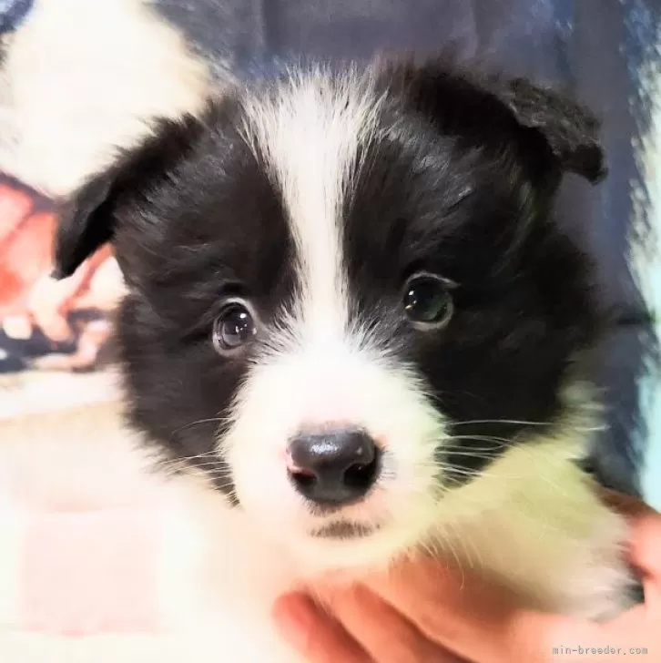 ID:2501-06586の子犬