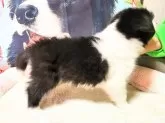 ボーダーコリー【岐阜県・男の子・2024年12月6日・ブラック&ホワイト】の写真7
