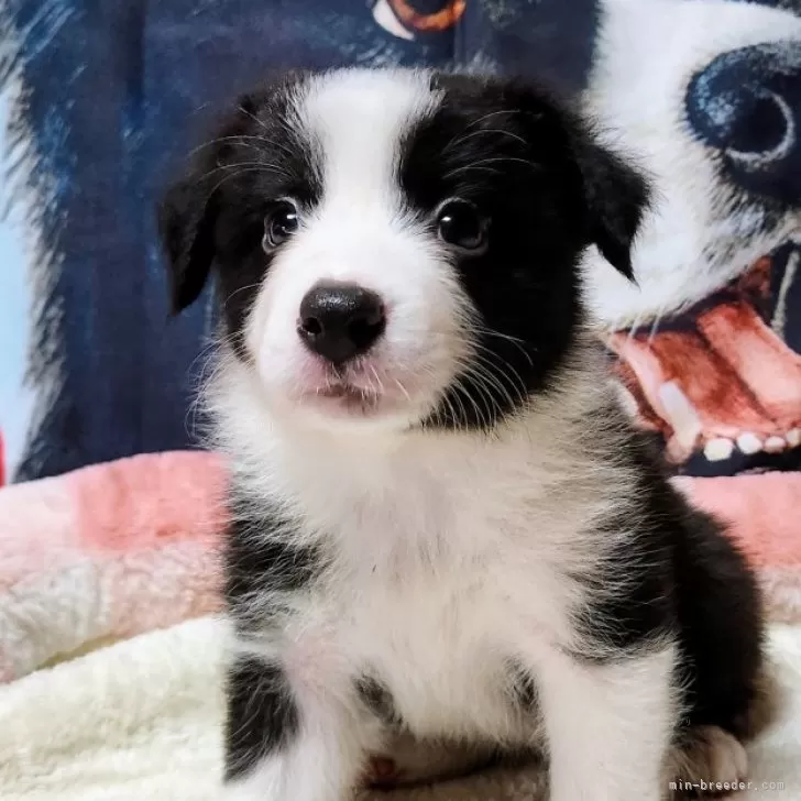ID:2410-06772の子犬