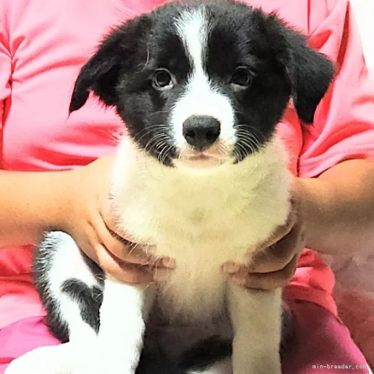 ID：2410-07407の子犬
