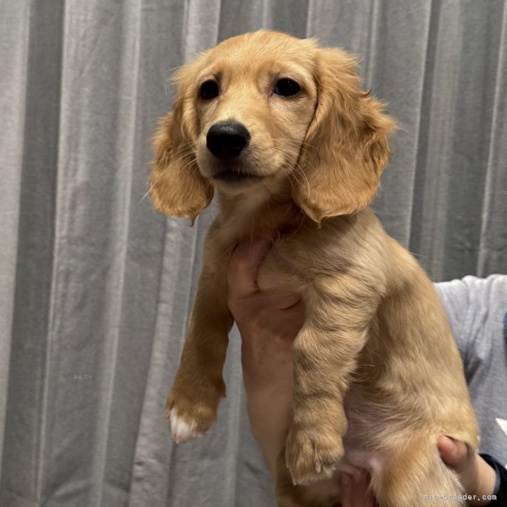 ブリーダー画像