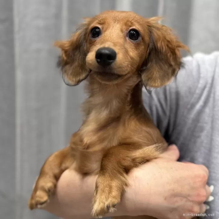 ID：2506-04639の子犬