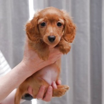 ミニチュアダックスフンド(ロング)【山口県・女の子・2025年4月3日・イエロー】の写真「とても元気いっぱいな可愛い子ちゃんです❤️」