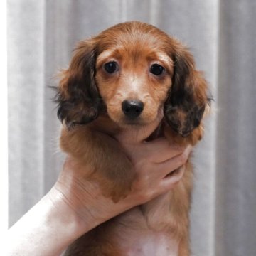 ミニチュアダックスフンド(ロング)【山口県・女の子・2025年4月3日・レッド】の写真「人懐っこい性格です✨とても可愛い子ちゃんです❤️」