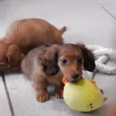 ミニチュアダックスフンド(ロング)【山口県・女の子・2025年4月3日・レッド】の写真3「おもちゃで遊ぶのが大好き💕」