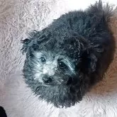 タイニープードル