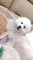 トイプードル(トイ)【三重県・女の子・2025年2月14日・ホワイト】の写真8